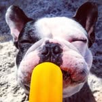 Bulldog Francês !  Logan 🐾💙 - @logandogfrances - Instagram
