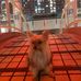 Frances Luk - Facebook