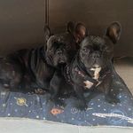 Lukas y misthy 🥰🥰 - @lukas_bulldog_frances - Instagram