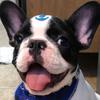 Luke 🐶 - @bulldogfrancesluke - TikTok