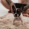 Buldogue Francês Luke - @buldoguefrancesluke - TikTok