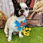 luke - @babylukebuldoguefrances - Instagram