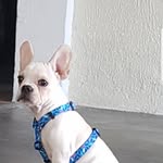 Luke Bulldog Francês - @luke_bulldog_frances - Instagram