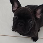 Luke Bulldog Francês - @lukebdogfrances - Instagram