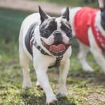 Luke - @luke.bulldog_frances - Instagram