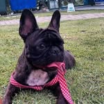Lunna Bulldog Francês - @bulldog_lunna_frances - Instagram