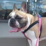 Lunna Bulldog Francês - @lunna_bullfrances_ - Instagram