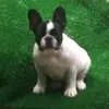 LUNNA_bulldogfrances - @lunna_bulldogfrances - TikTok