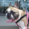 Lunna Ferreira - @lunna.bullfrances - TikTok