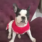 lunnabullfrances.canilValDogs - @lunna.bullfrances - Instagram