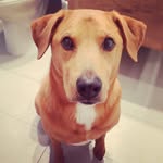 Frances Ly - @sweet_holmes - Instagram