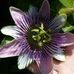 Frances Lyon - Facebook