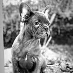 Bulldog francés Madrid - @bulldog_frances_madrid - Instagram