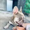 Bulldog francés Madrid - @bulldogfrances.madrid - TikTok