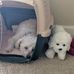 Frances Maples - Facebook