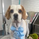 Frances Matthews - @beaglebob6 - Instagram