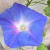 Frances Mcaleer - Facebook