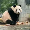 Francis Mcintosh - @francis.mcintosh - TikTok