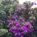 Frances McMahon - Facebook