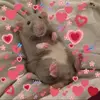 Francesca McNulty - @francescamcnulty - TikTok