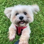 Frances Mc Peake - Facebook