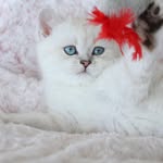 Frances Moser - @francesmoser32 - Instagram