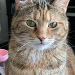 Frances Nicholson - @stampinangel1 - Instagram
