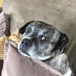 Francis Noyes - @francis_dies - Instagram