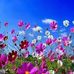 Frances Ogle - Facebook