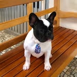 Nome: OTTO - @otto_bulldog.frances - Instagram