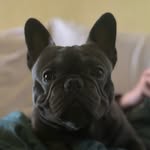 Otto, o Bulldog Francês Blue - @otto_obulldogfrances - Instagram