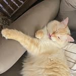 Peach & Frances - @peachandfrances - Instagram
