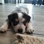 Frances Posey Puppy Account - @puppsluvslacey.zena - Instagram