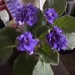 Frances Willoughby Power - @msbritfran - Instagram