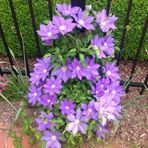 Frances Redd - Facebook