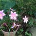 Frances Riggs - Facebook
