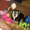 Frances Roa - @frances.roa - TikTok