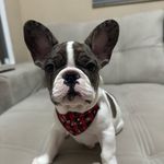 @rock.bulldogfrances - Instagram