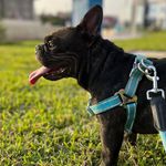 Rocky | Bulldog Francés - @rockyelfrances_ - Instagram