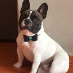 Rocky - @rocky.bulldogfrances2019 - Instagram