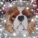 Frances Shanks - @francesshanks62 - Instagram
