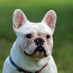 Sheldon - @sheldonbulldogfrances - Instagram