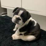 Sheldon - @sheldon.bulldogfrances - Instagram