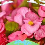Frances Silas - Facebook