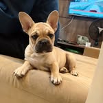 @Smileyabulldog - @smiley_a_bulldog_frances - Instagram