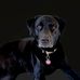 Francis Speight - Facebook