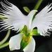 Swan Frances - Facebook