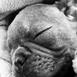 Theodore Da Silva - @theodore_bulldog_frances - Instagram