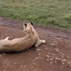 Francis Timan - @francis.timan - TikTok