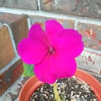 Frances Turnage - Facebook